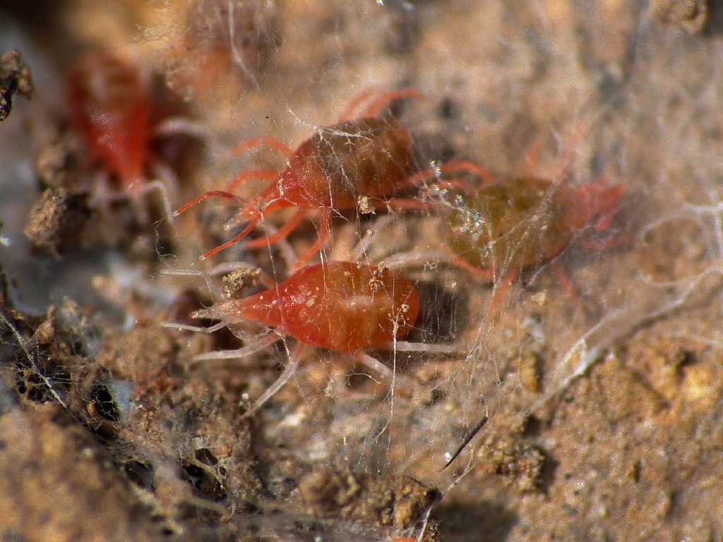 Colonia di acari Bdellidae - Tolfa (RM)